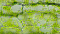 P4240043 b2